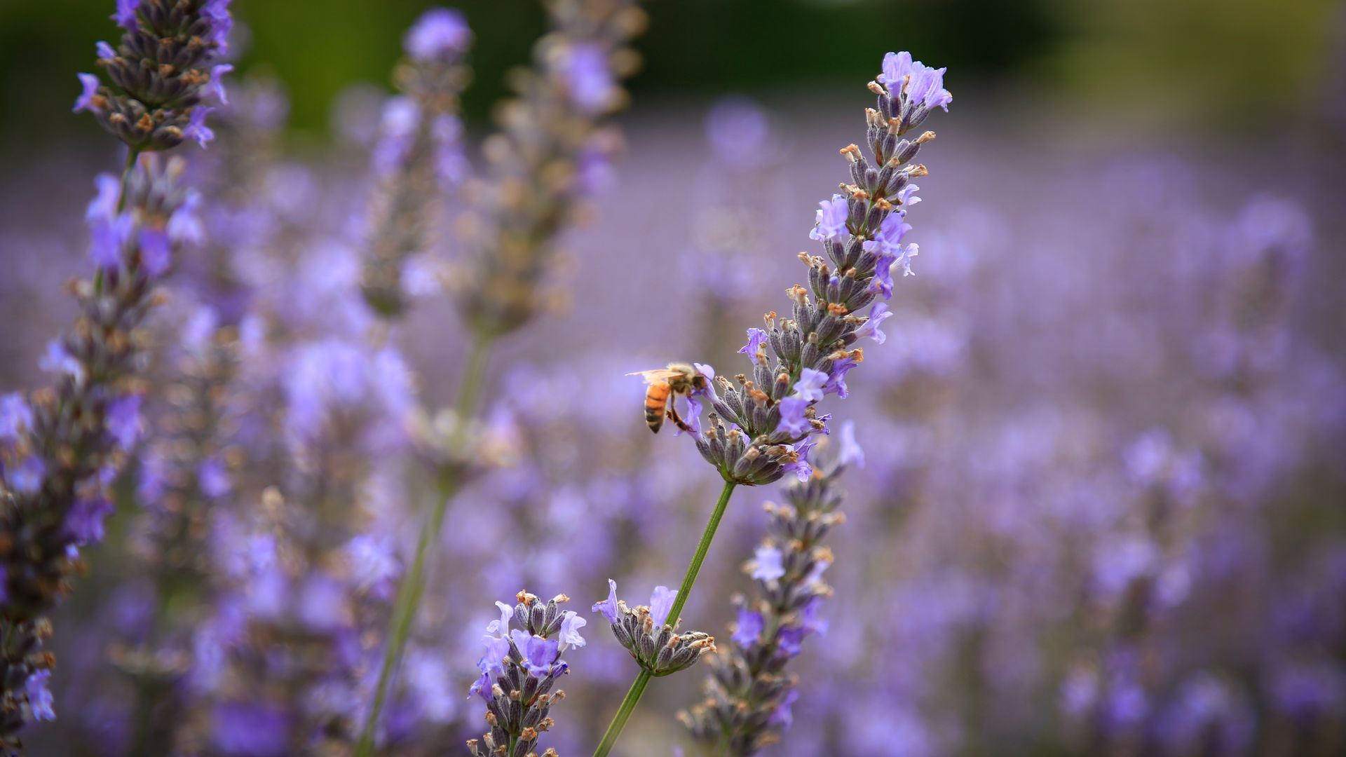 Bee at laurens lavender farm ruapehu.jpg